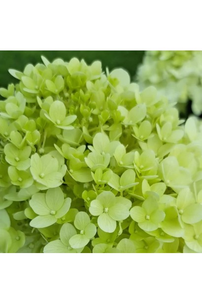 Hydrangea paniculata ’Hercules’ 